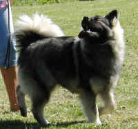 04-06-09-igor.jpg (112220 byte)